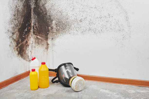 Mold Testing and Removal in Boyertown, PA