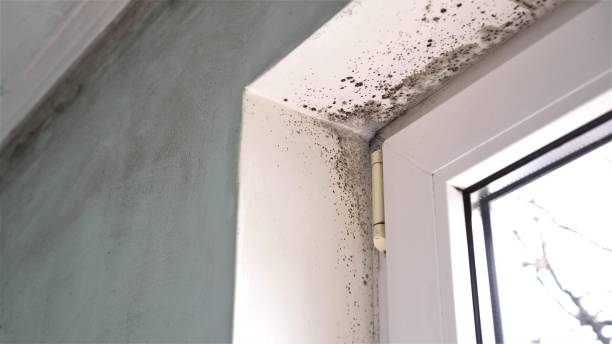 Mold Removal Process in Boyertown, PA