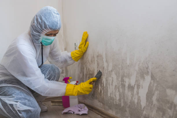Best Attic Mold Removal  in Boyertown, PA
