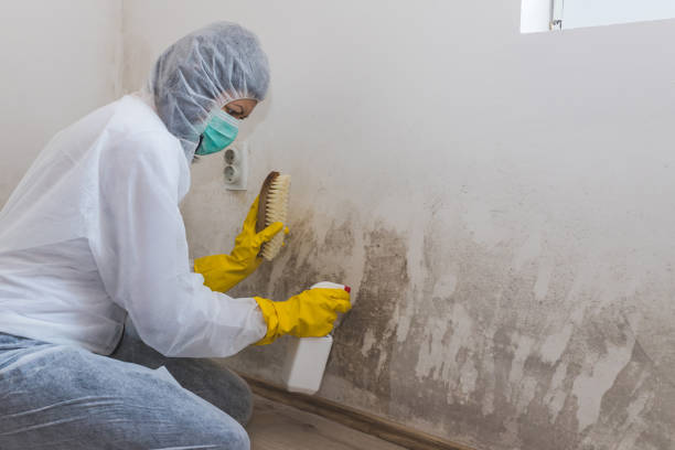 Best Toxic Mold Removal  in Boyertown, PA