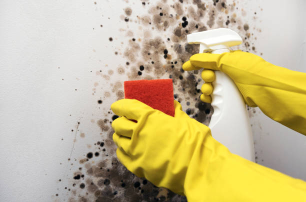 Trusted Boyertown, PA Mold Removal Experts