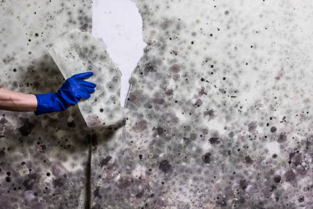Best Residential Mold Removal  in Boyertown, PA